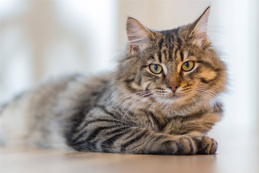 Los Gatos: Compañeros Inseparables de la Humanidad