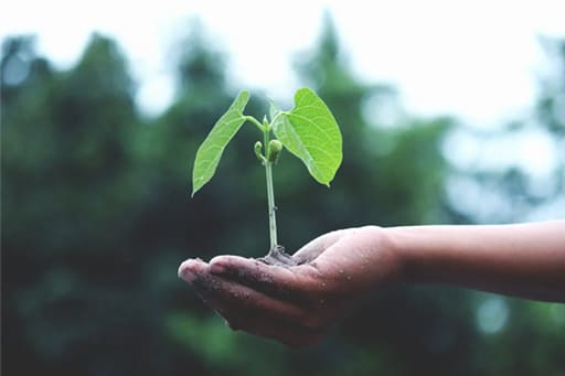 Une Nouvelle Découverte Scientifique : La Plante Qui « Chante » Pour Attirer Ses Pollinisateurs