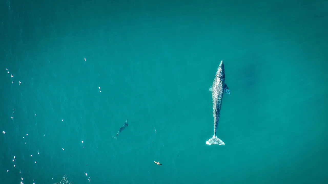 Les meilleurs spots pour observer les baleines en Californie