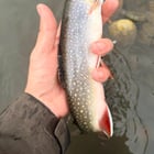 Truite de rivière et corégone blanc