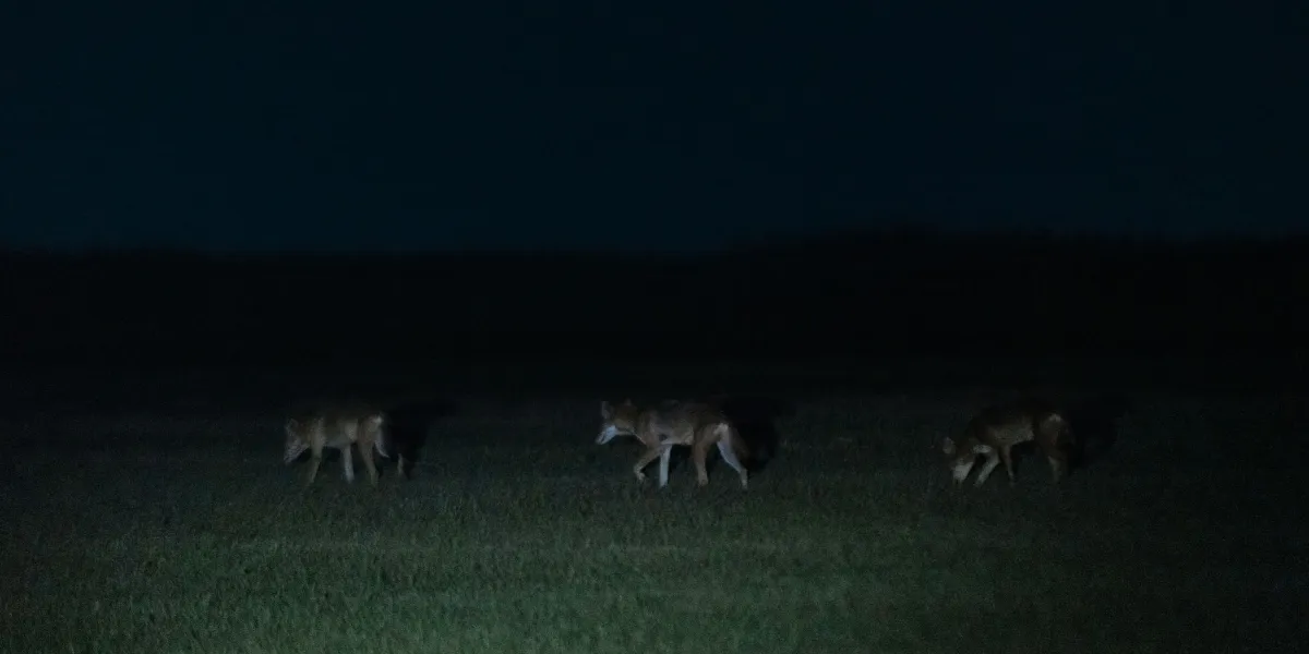 Colossal Biosciences affirme avoir cloné des loups roux : est-ce vrai ?