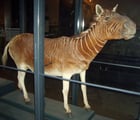 Le rôle des quaggas, du Quagga Project et de la « zèbre érythristique » : question et enjeux