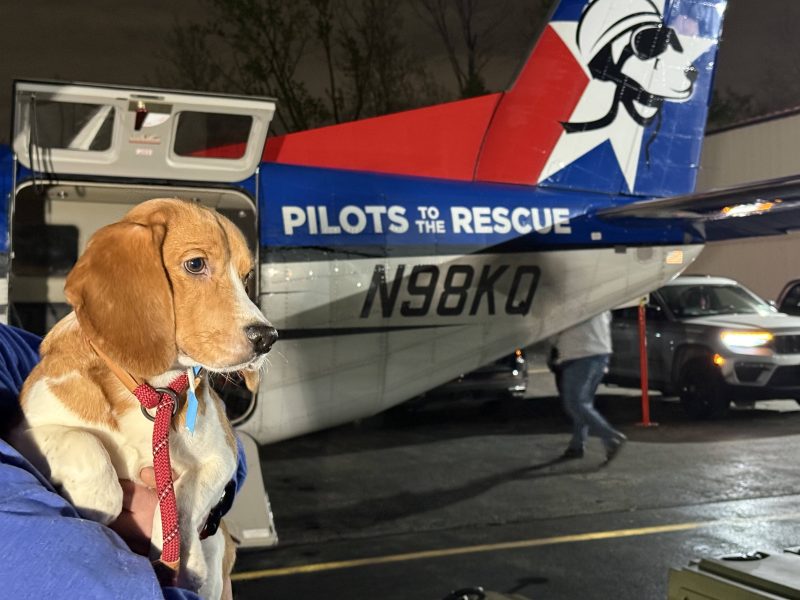 1 500 Bébés Beagles Sauvés d’un Laboratoire du Wisconsin : Découvrez Leur Prochaine Étape