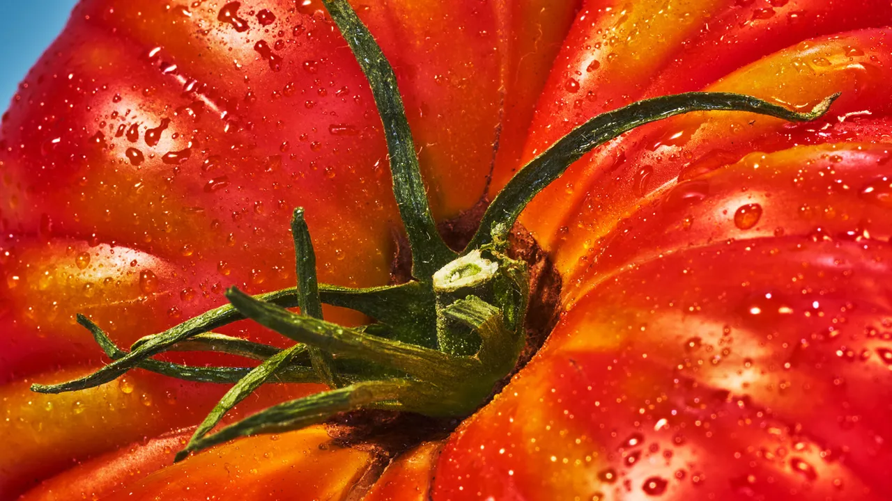 Que sont les tomates anciennes ? Guide complet