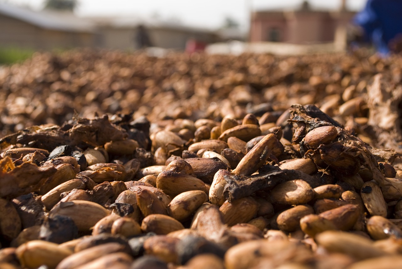 Perspectives d’approvisionnement en berne : les prix du cacao sous pression