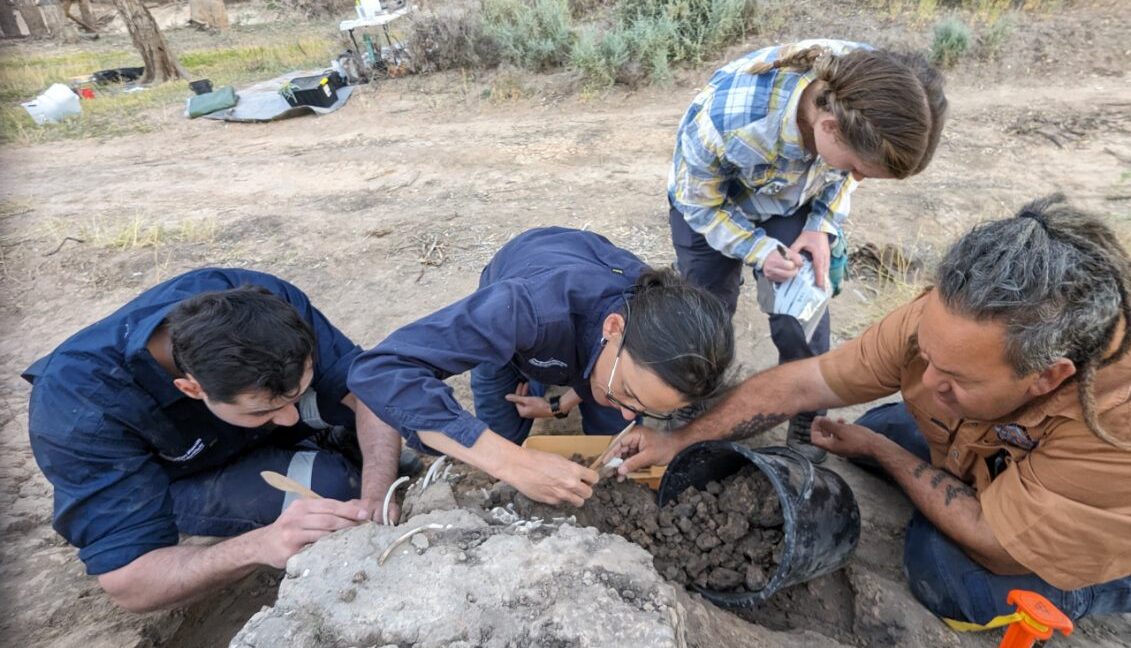 Des Aborigènes australiens ont honoré la tombe d’un dingo pendant des décennies