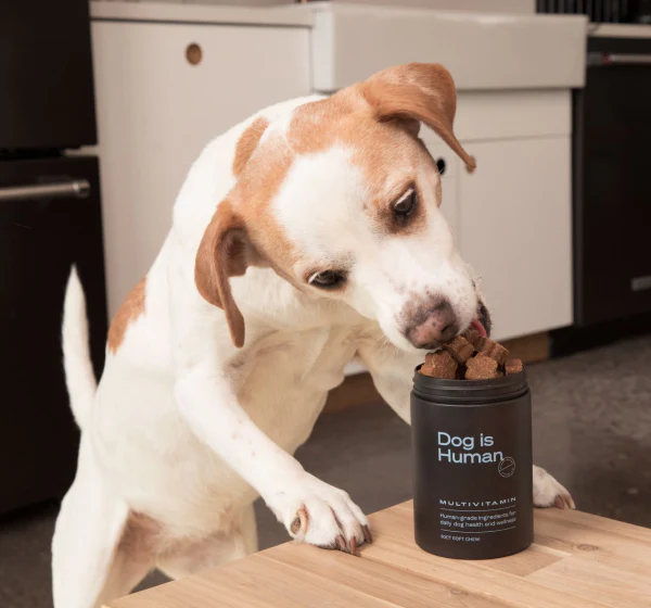 Alimentation fraîche pour chien vs croquettes transformées : laquelle choisir, et existe-t-il une alternative ?