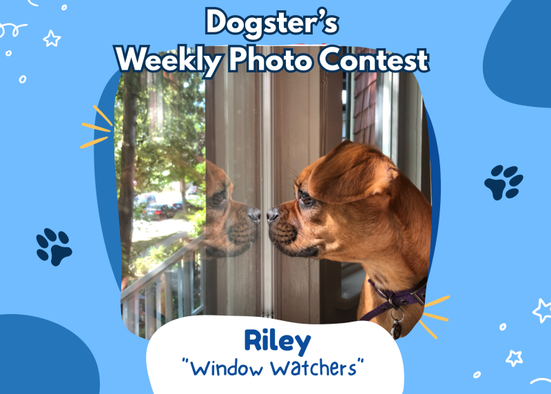Gagnants du concours hebdomadaire de photo Dogster : Les admirateurs des fenêtres (11 mai 2026)