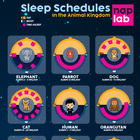 Horaires de sommeil des animaux