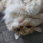 Un nuage doux qui partage sa chaleur