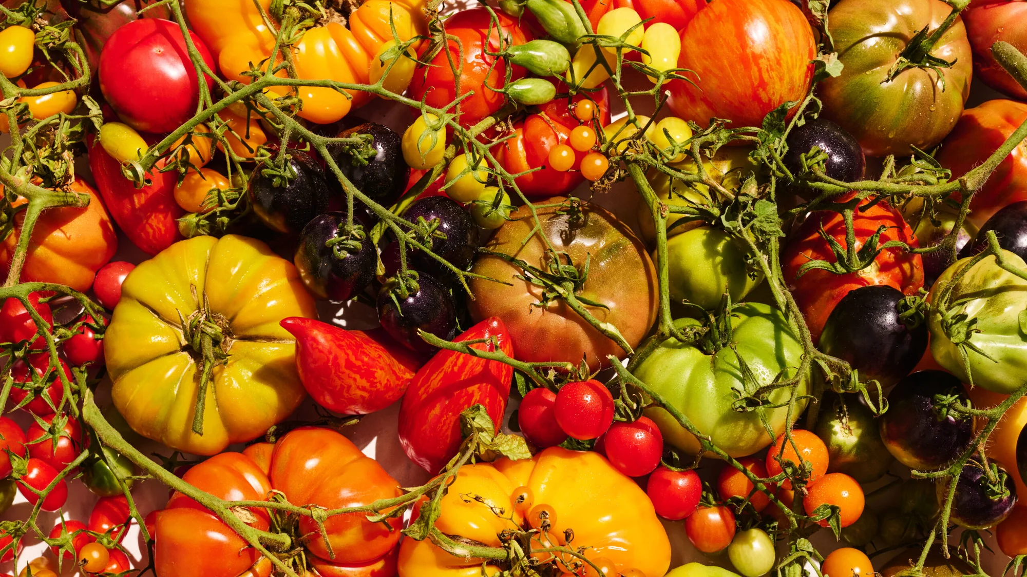 Le secret pour cultiver de meilleures tomates : laissez-les tranquilles.